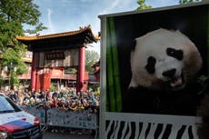 Giant panda Fan Xing leaves a Dutch zoo for her home country China