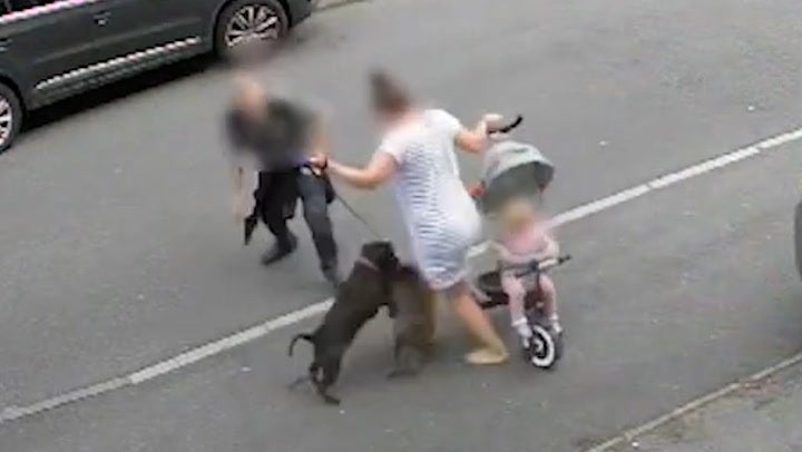 A mother tries to protect her baby and pet after a Staffordshire bull terrier escapes from its owner in Sheffield