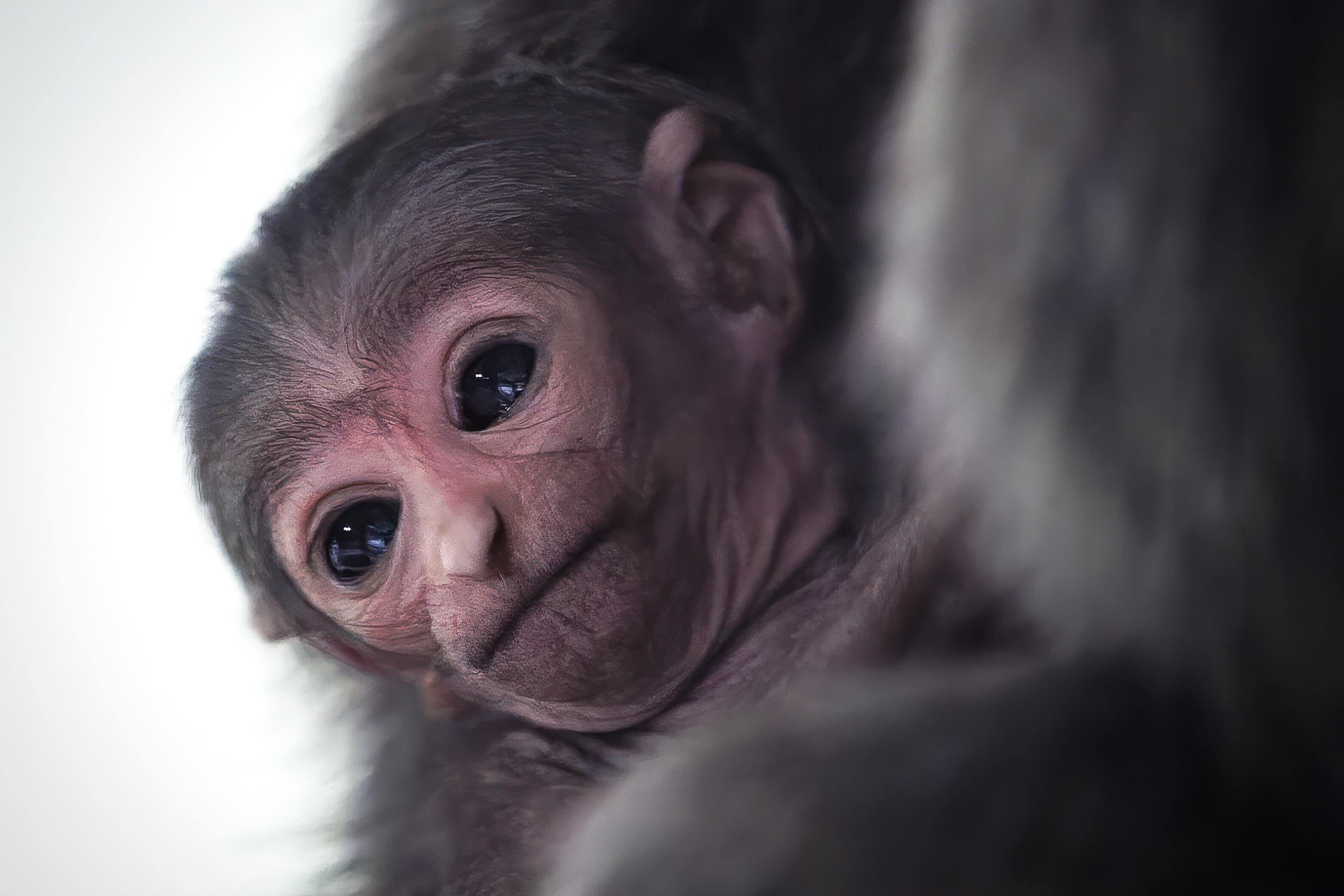 The extremely rare silvery gibbon, who has not yet been named, was welcomed to the Curraghs Wildlife Park on the Isle of Man (Stephen Corran/PicsByCorraste/PA)