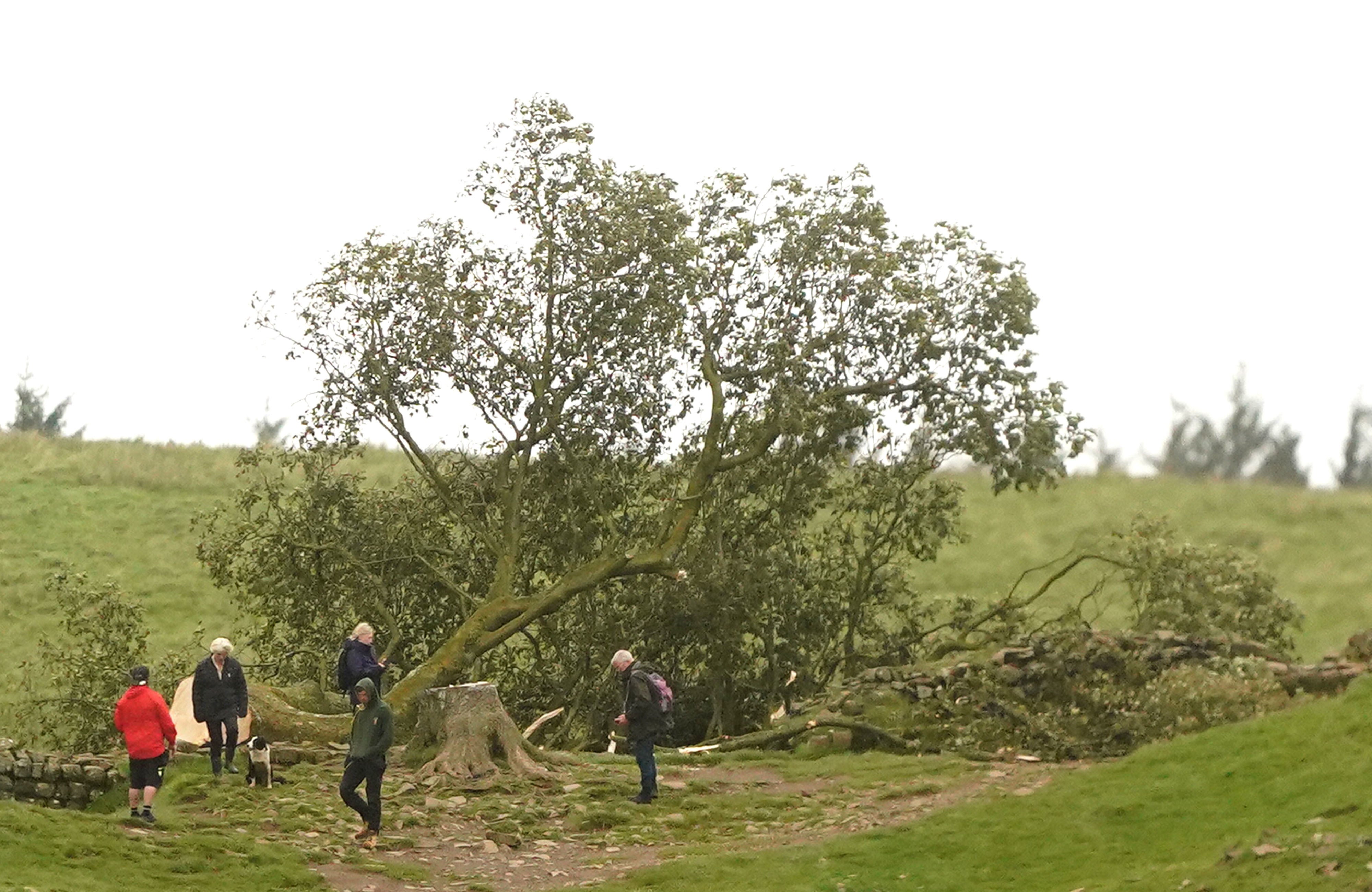One of the first pictures showing the fallen Sycamore Gap tree