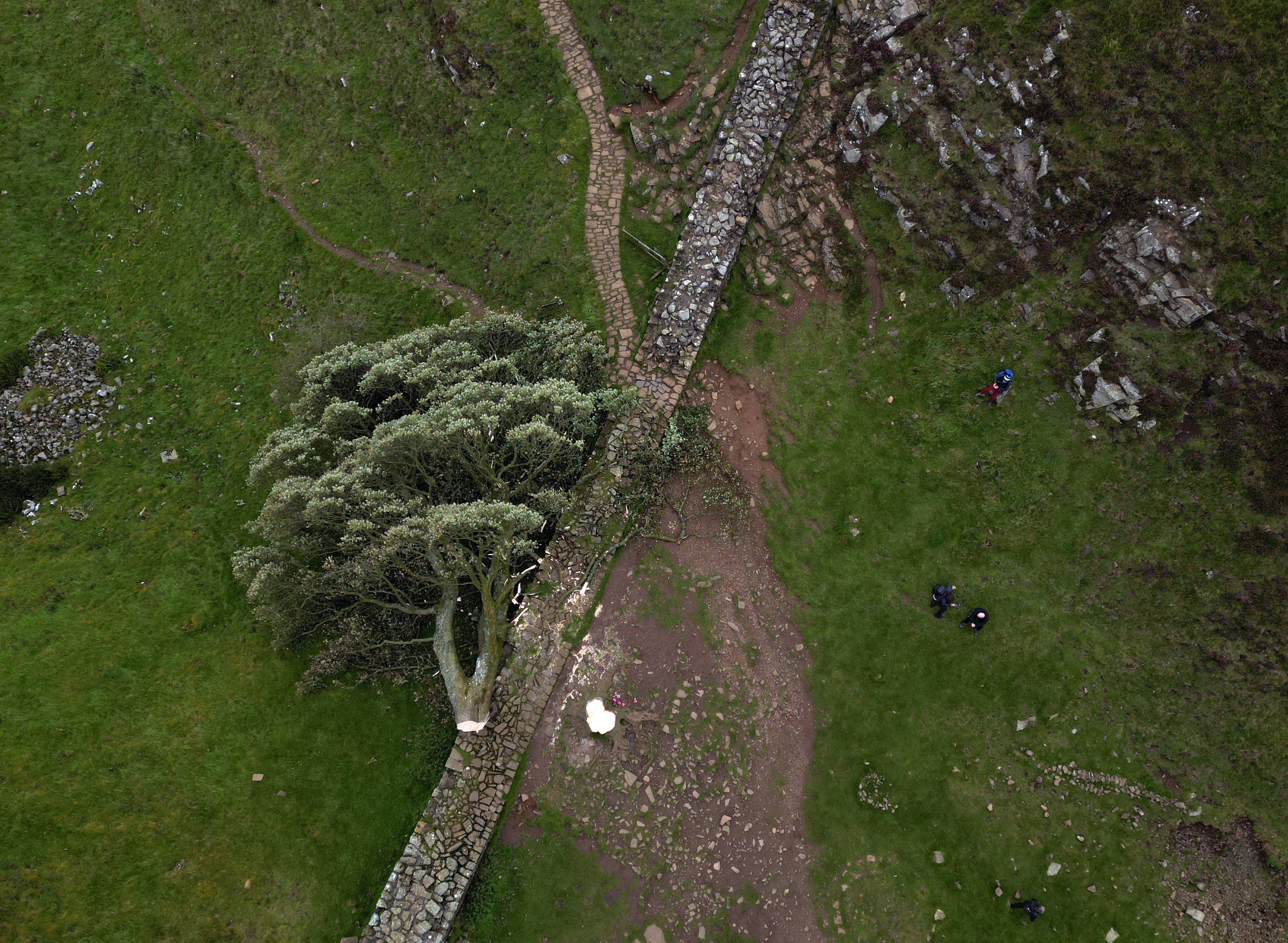 The world-famous tree was felled on Wednesday overnight