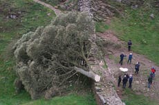 Sycamore Gap: Boy, 16, arrested after world famous tree on Hadrian’s Wall chopped down