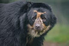 Rare Andean bear that could ‘help save species’ arrives at Chester Zoo