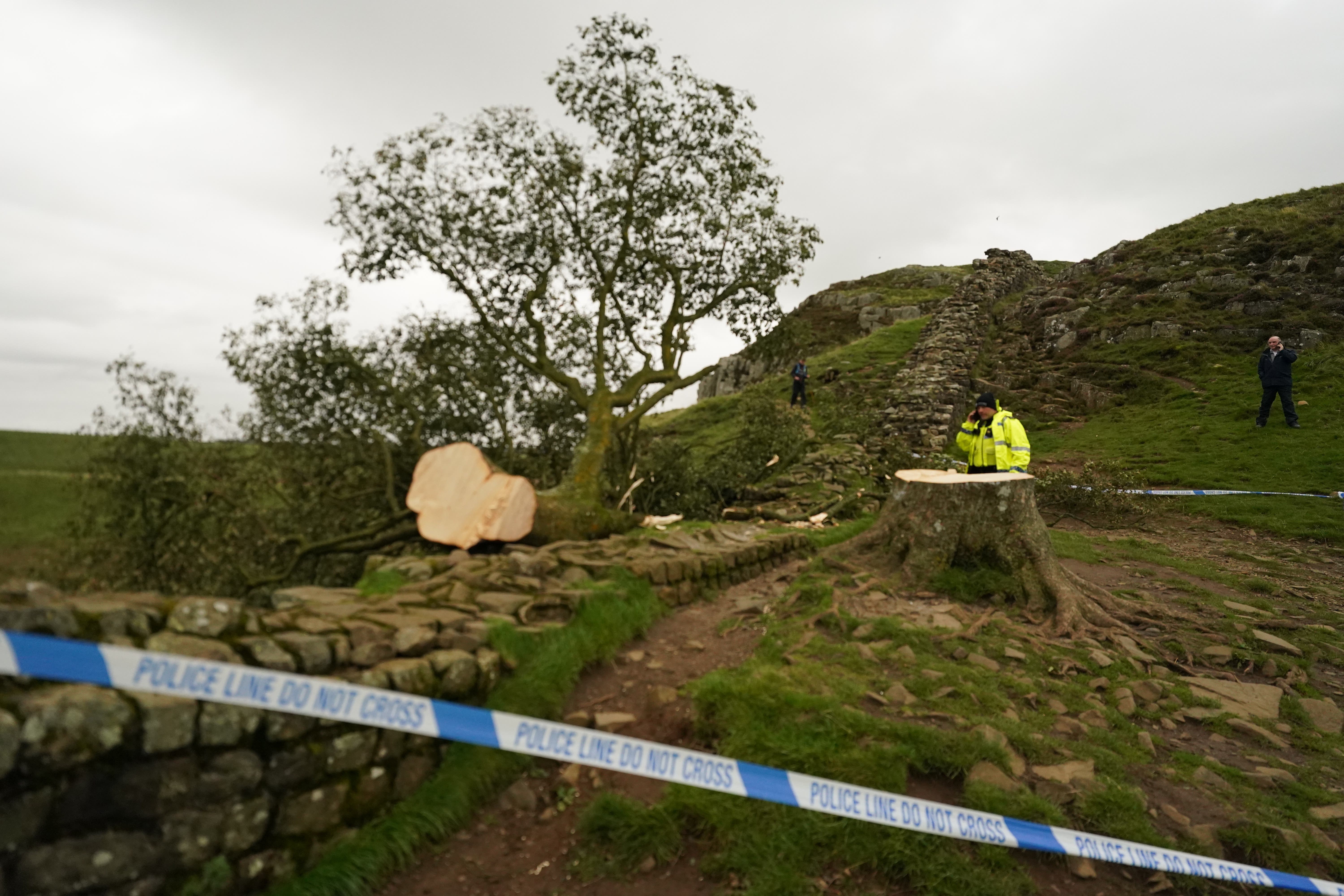 The world-famous tree, next to Hadrian’s Wall in Northumberland, was chopped down overnight on Wednesday