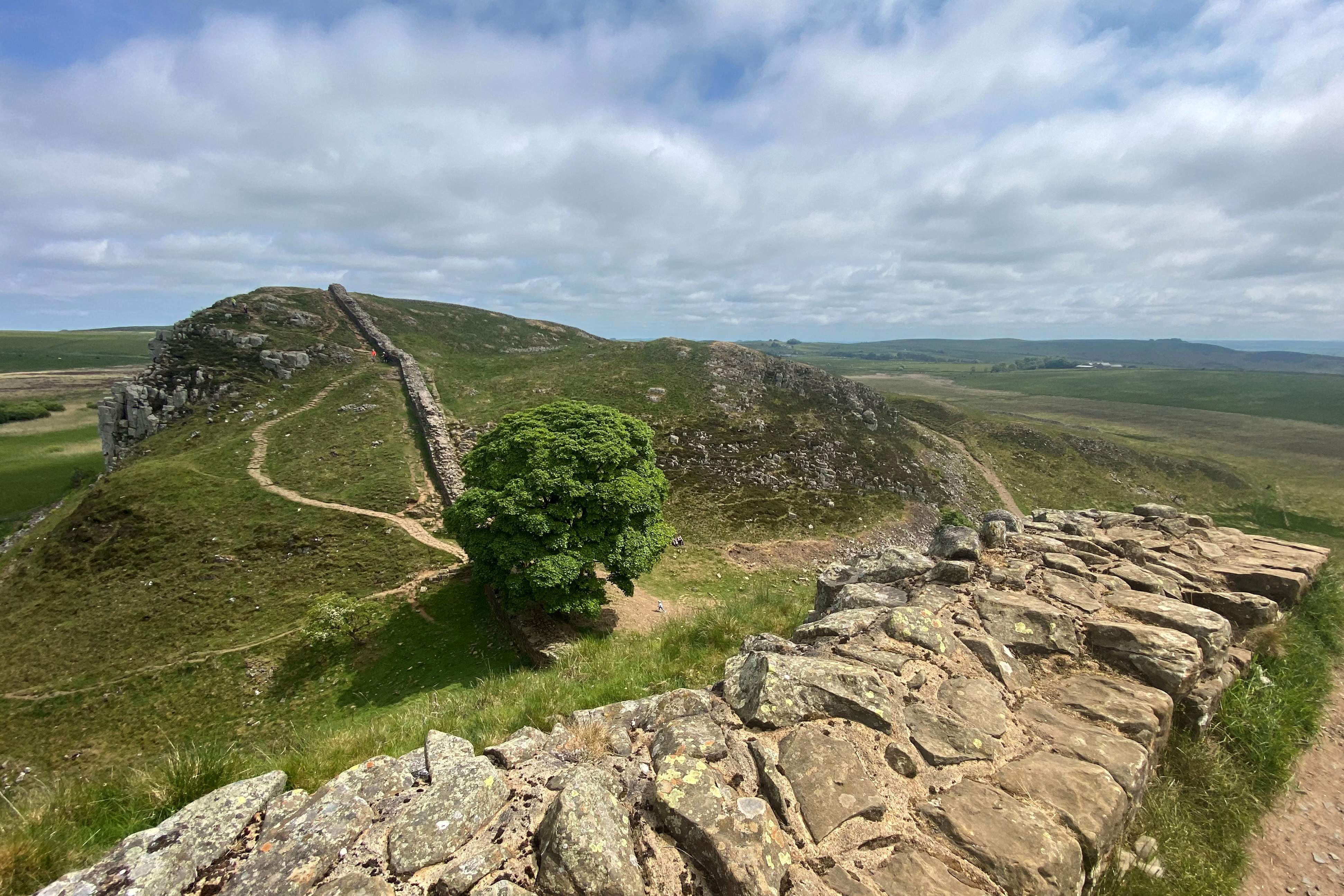 One of the UK’s most photographed trees, the Sycamore Gap tree stands along Hadrian's Wall near Hexham, northern England