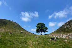 Sycamore Gap tree – latest: Man in his sixties arrested after felling of tree as teen released on bail