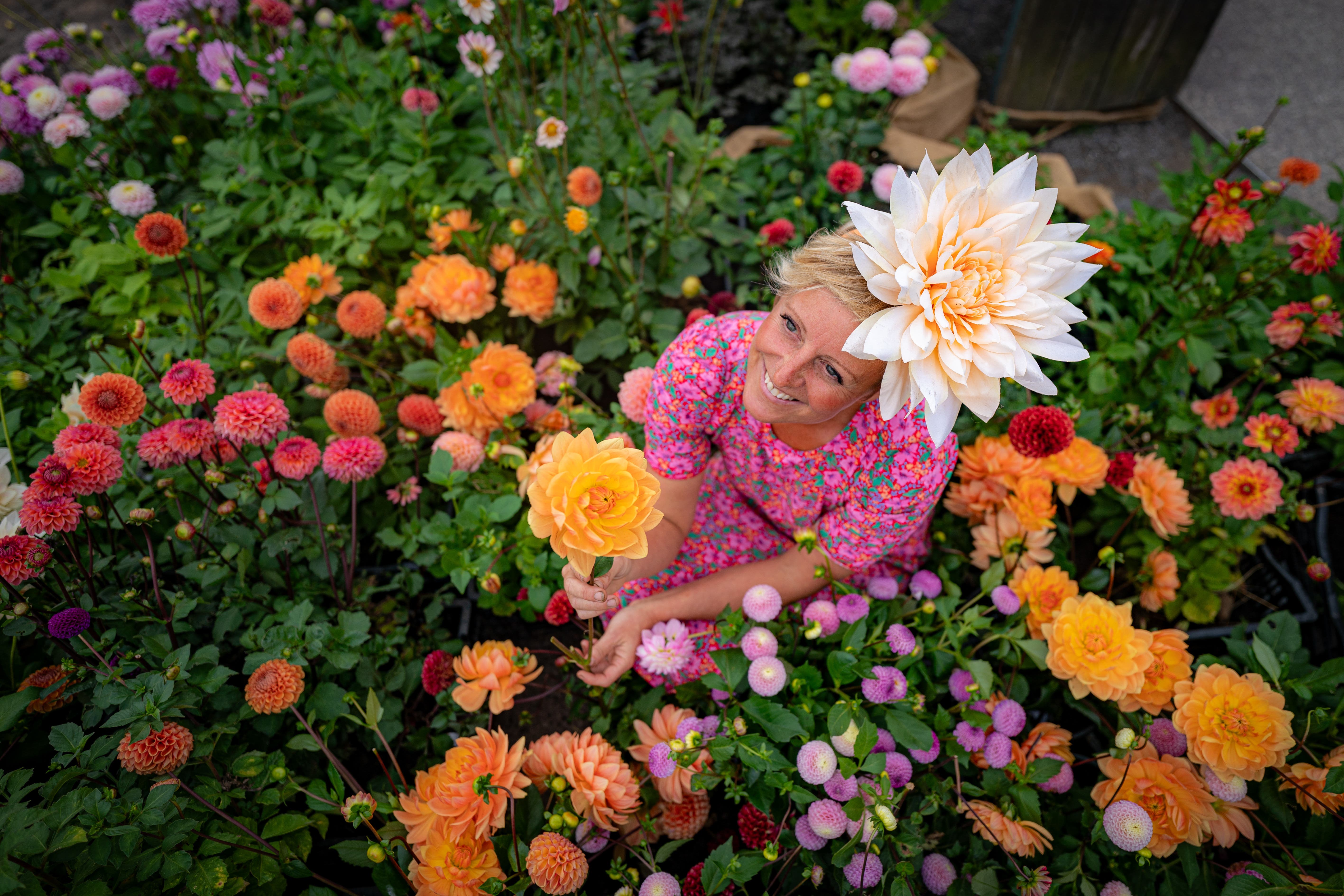 Dahlia flower farmer Andie McDowell arranges some of the blooms at Stonehenge (Ben Birchall/PA)