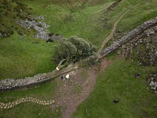 The Sycamore Gap Tree in pictures as nature lovers ‘shocked and saddened’ by felling