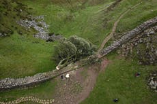 The Sycamore Gap Tree in pictures as nature lovers ‘shocked and saddened’ by felling