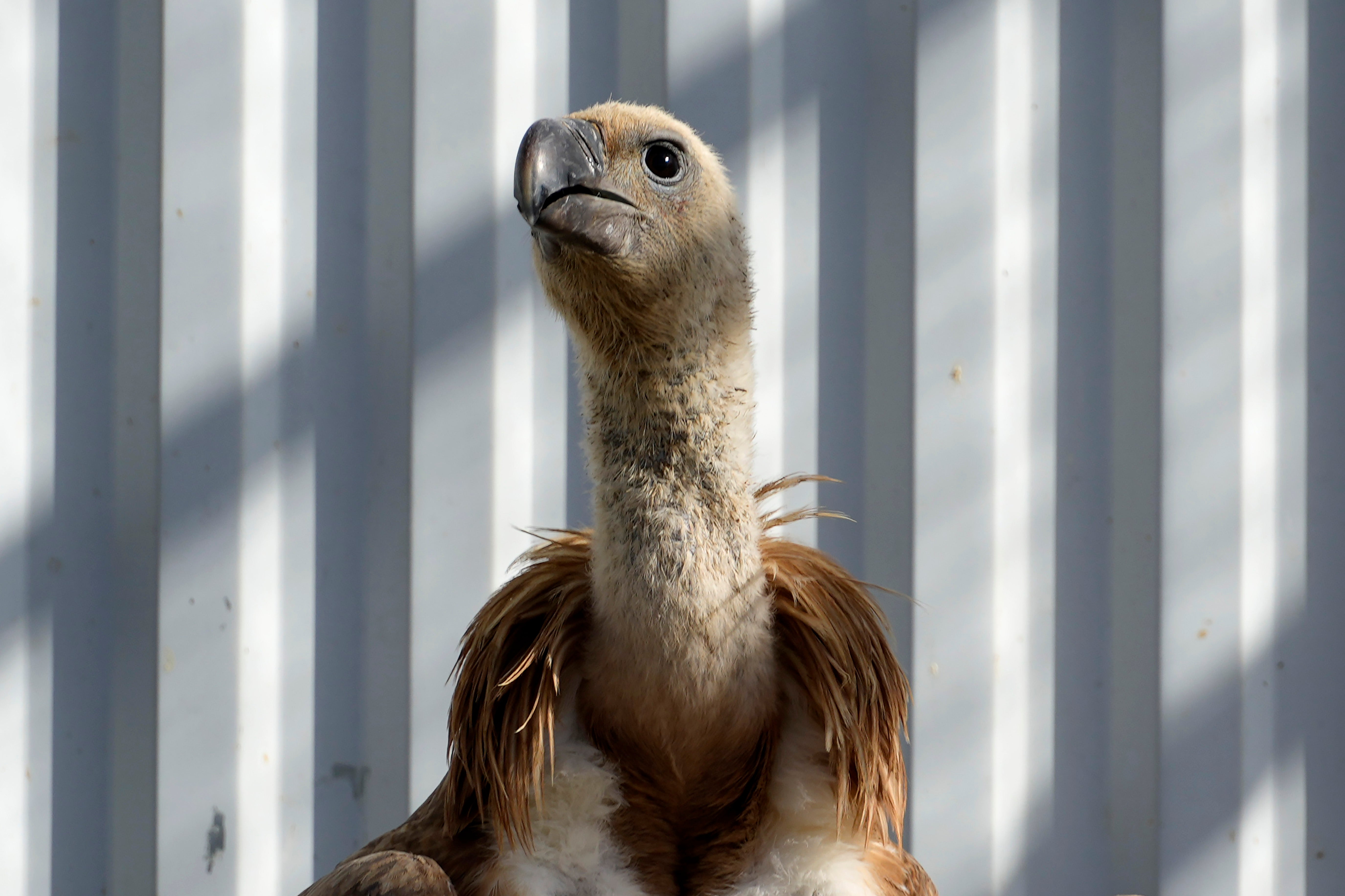 Cyprus Griffon Vultures