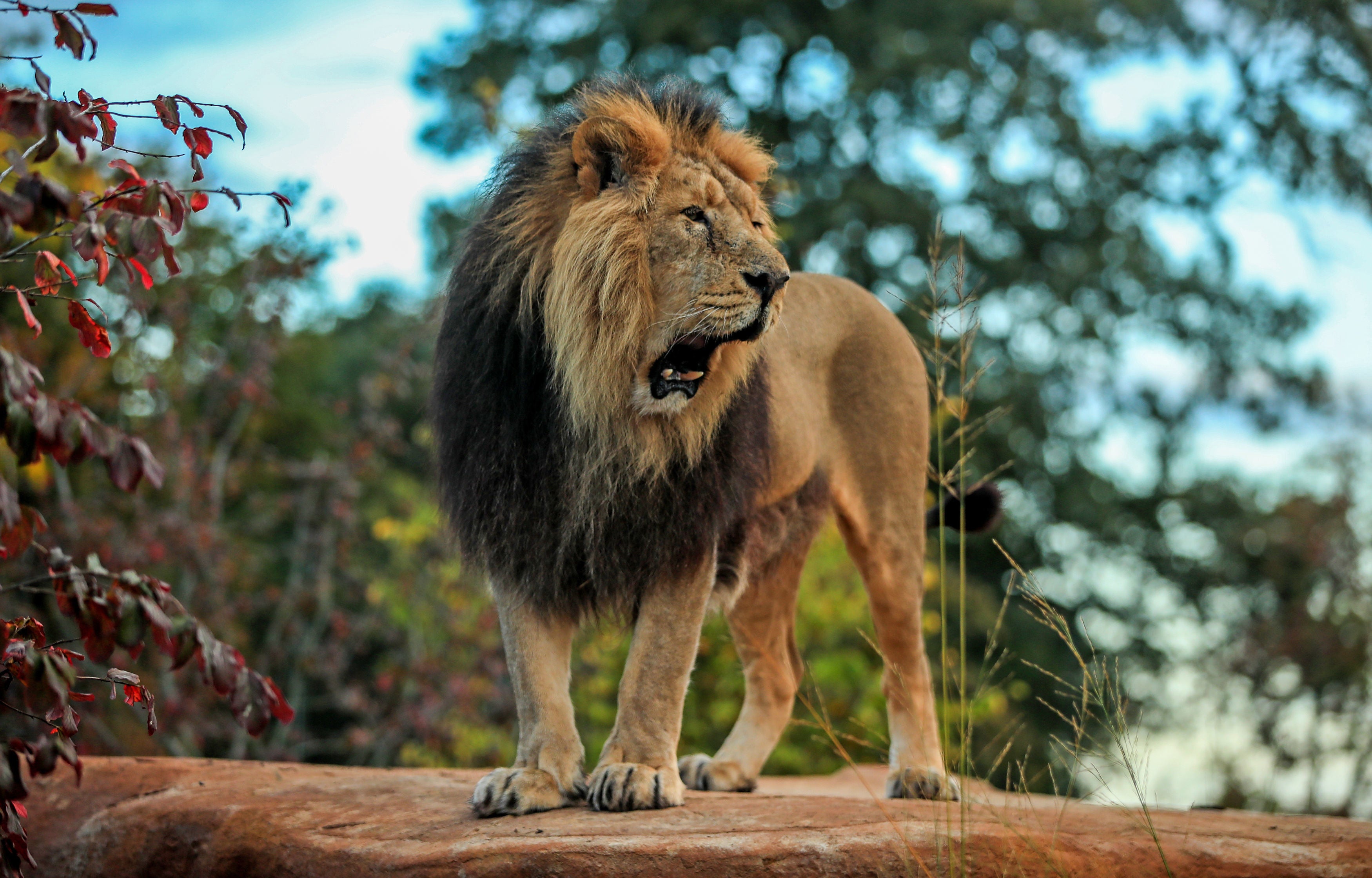 (File image) A lion killed an experienced zookeeper at a safari park in Japan