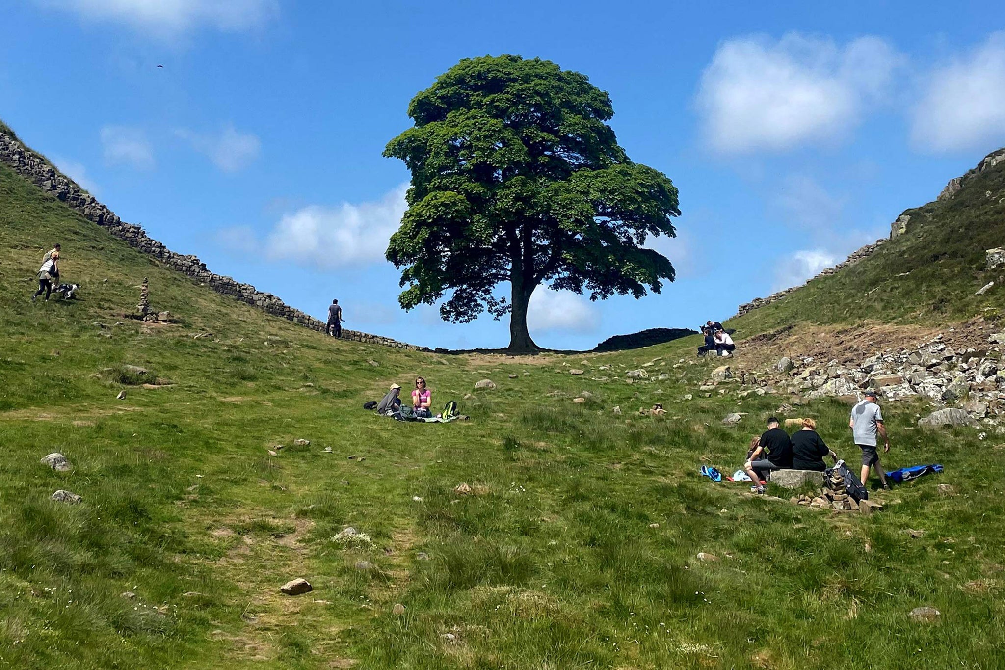 The Sycamore Gap in all its former glory