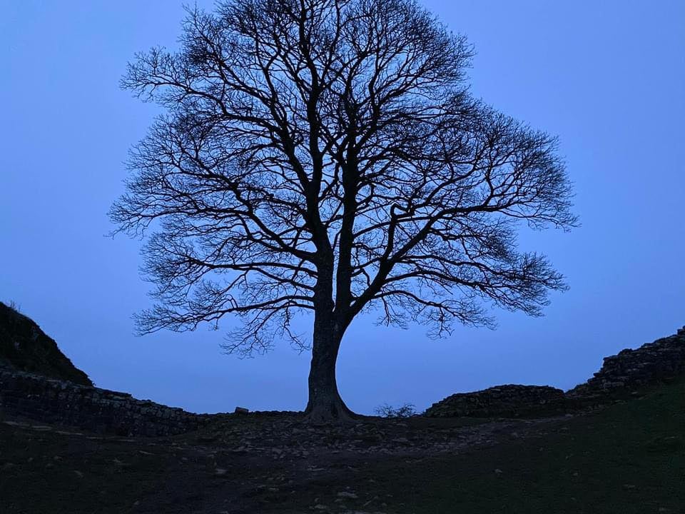 Experts suggested the tree owners gather and plant its seeds