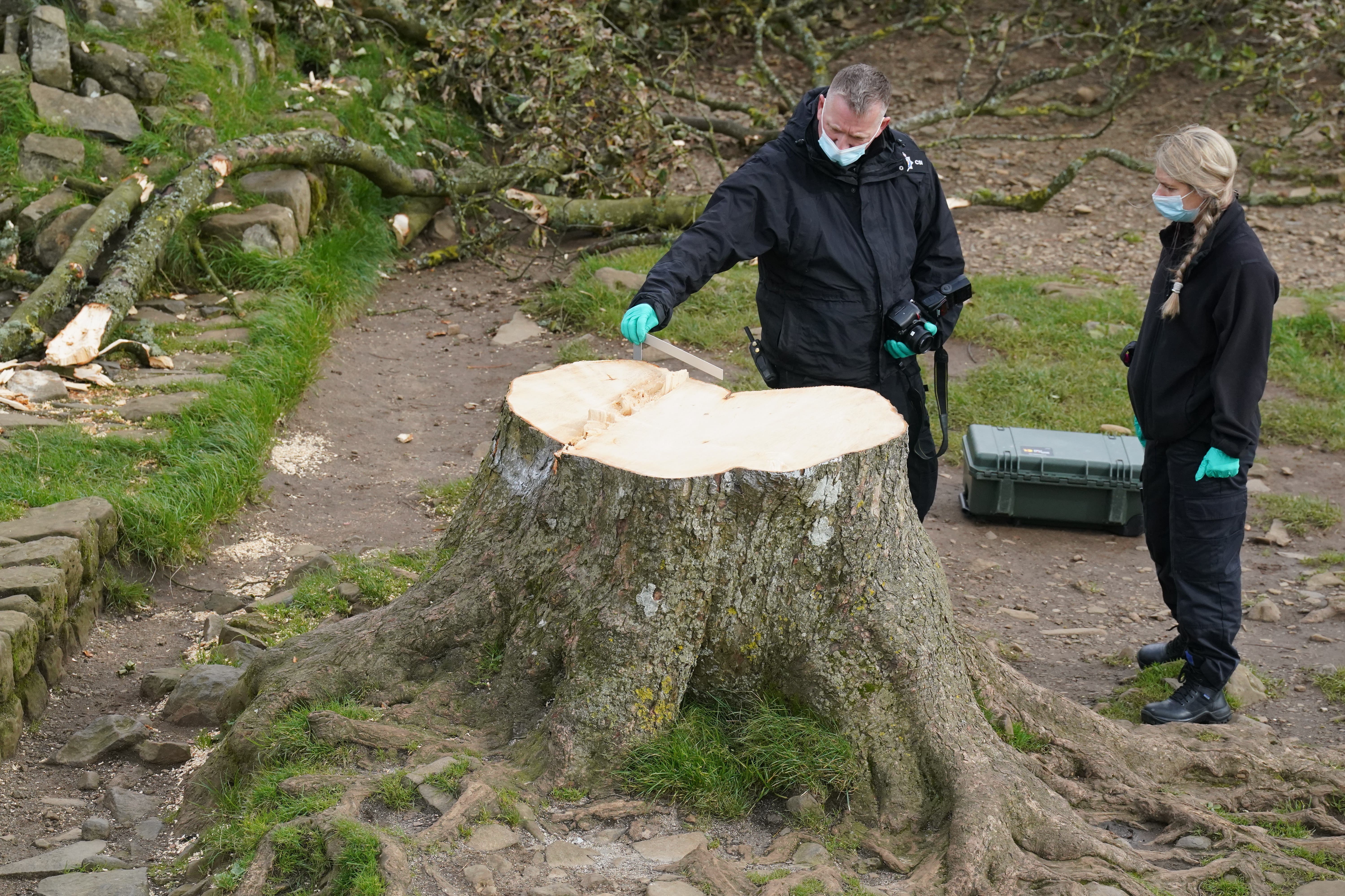 Forensic investigators from Northumbria Police examine the felled Sycamore Gap tree (Owen Humphreys/PA)