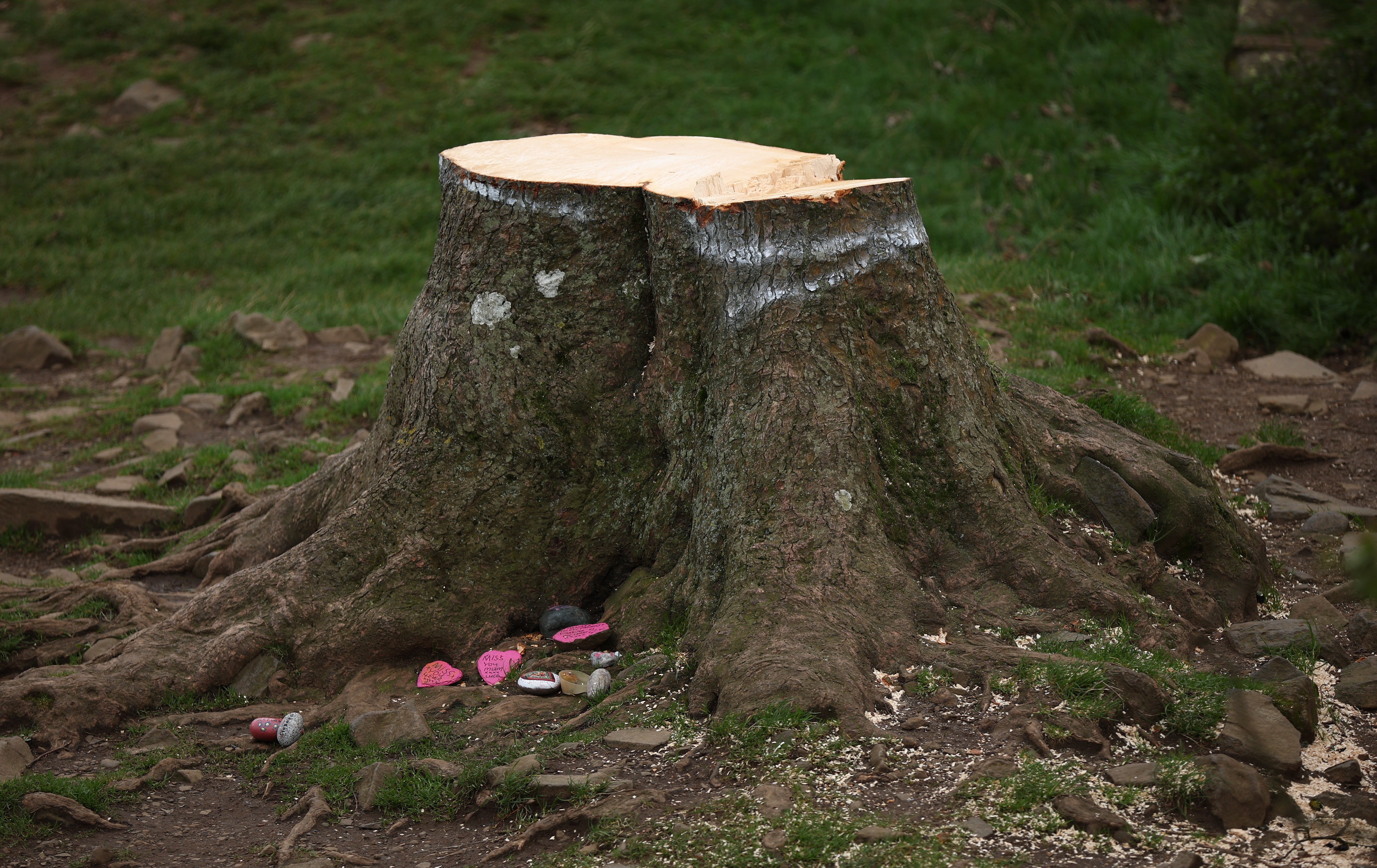 The tree stump at Sycamore Gap