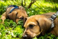 Tories have broken 15 promises on animal welfare since election, says RSPCA