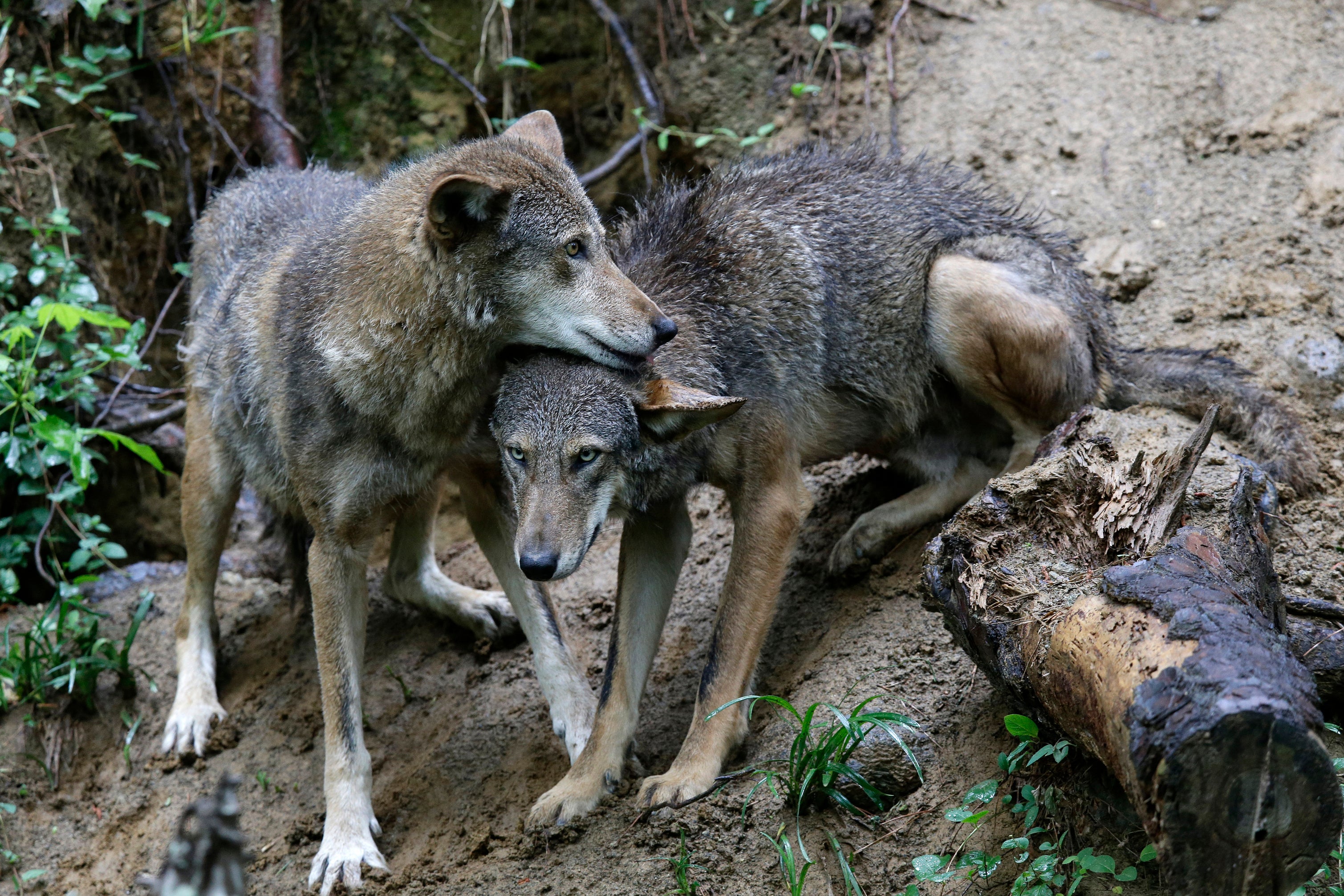 Red Wolf Recovery