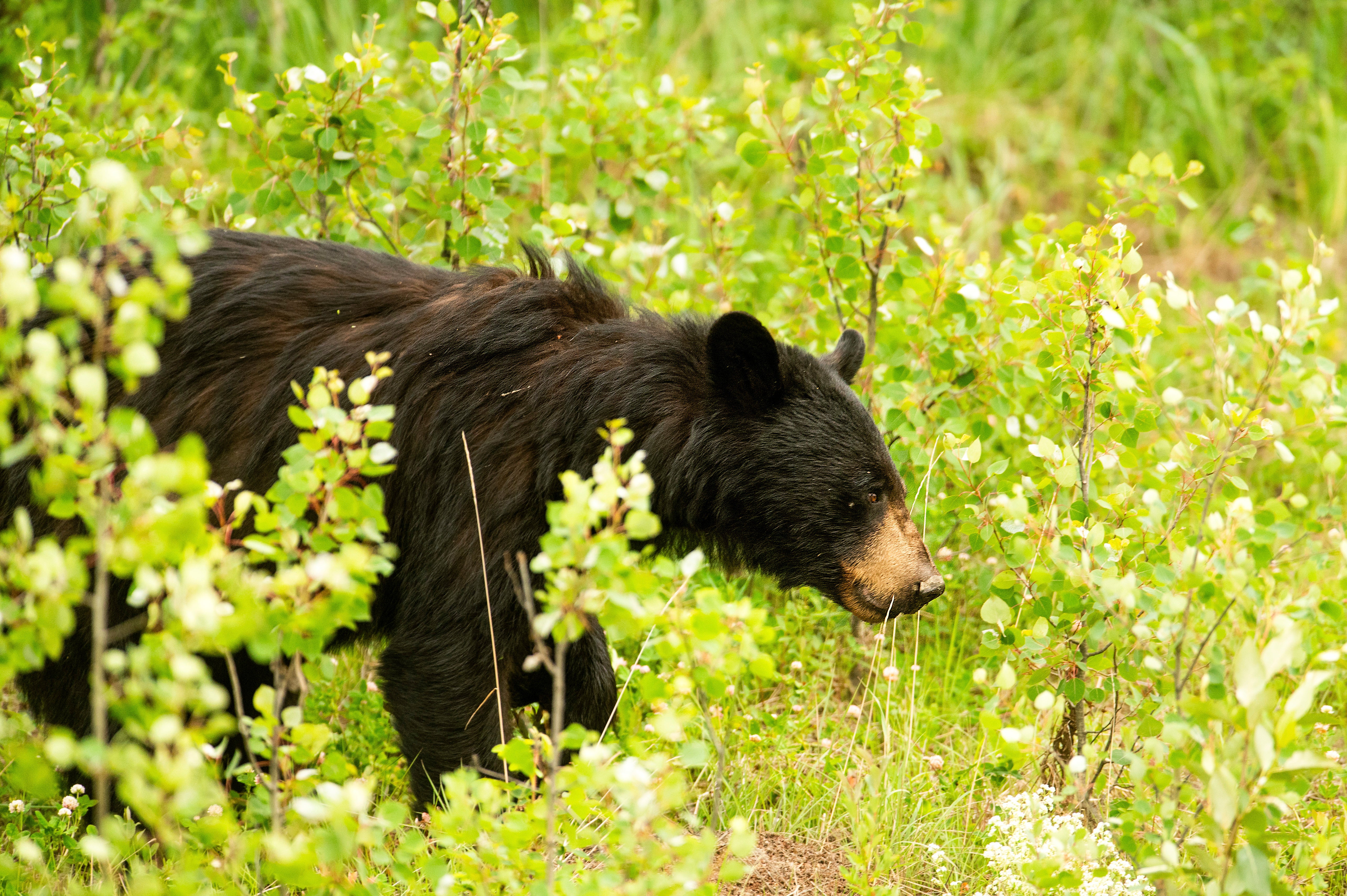 North Macedonia Bears