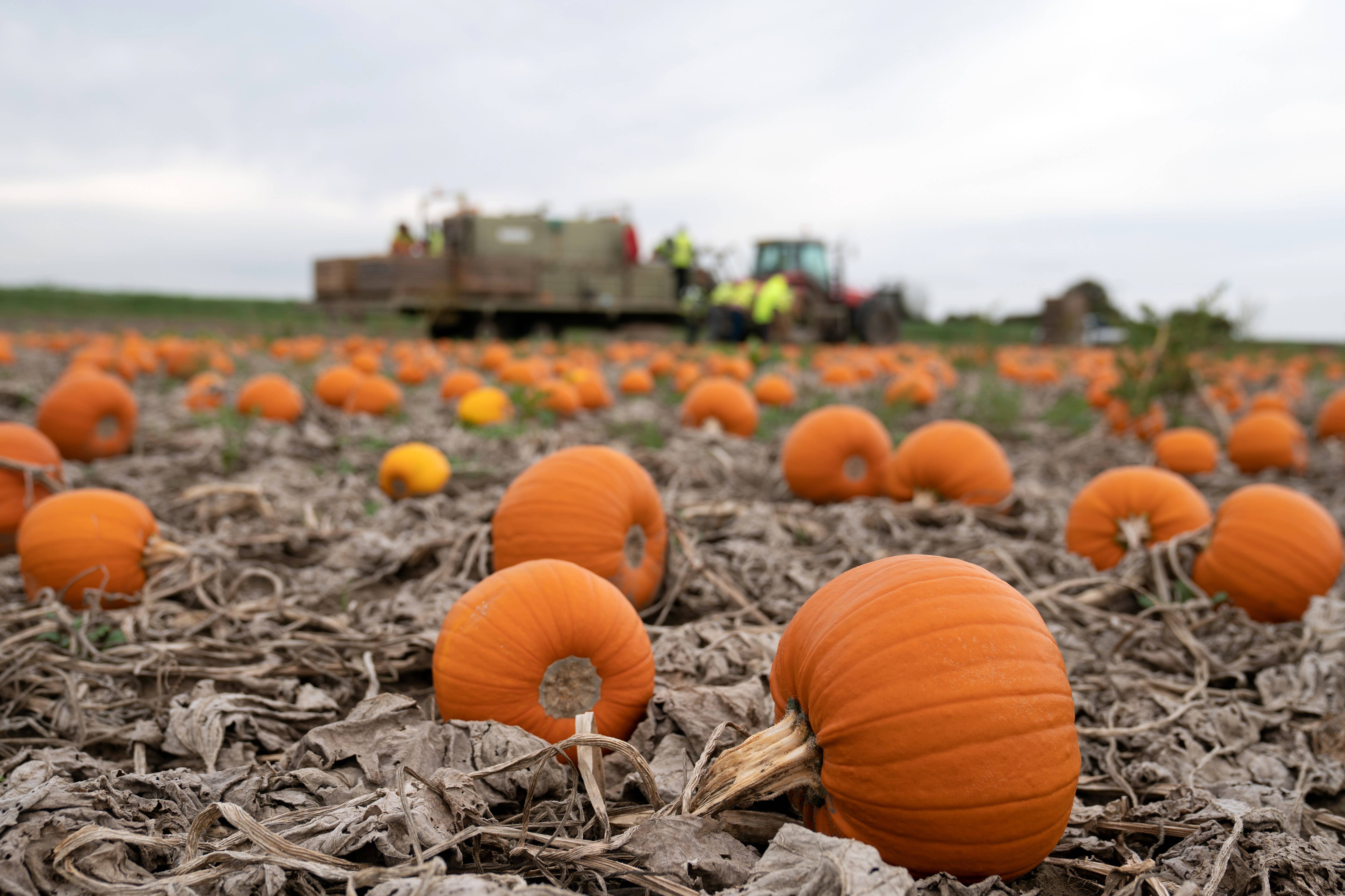 Heavy rain and increasingly unpredictable climate conditions have left the UK’s pumpkin growers with smaller – or in some cases barely any – pumpkins this year