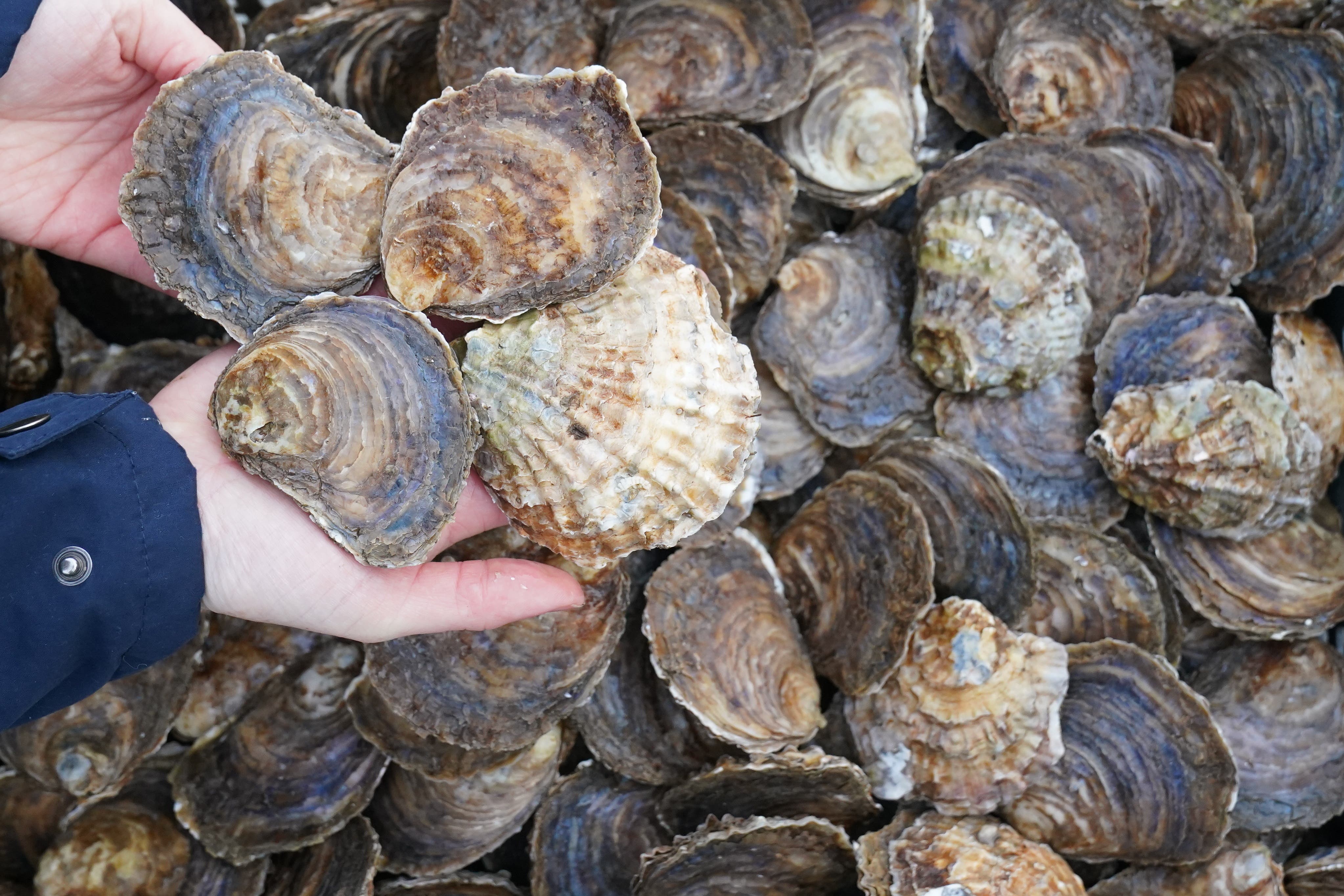 10,000 molluscs were released at Sunderland Marina, which will inhabit a newly created reef, the size of a football pitch, off the coast of Sunderland (Owen Humphreys/PA)