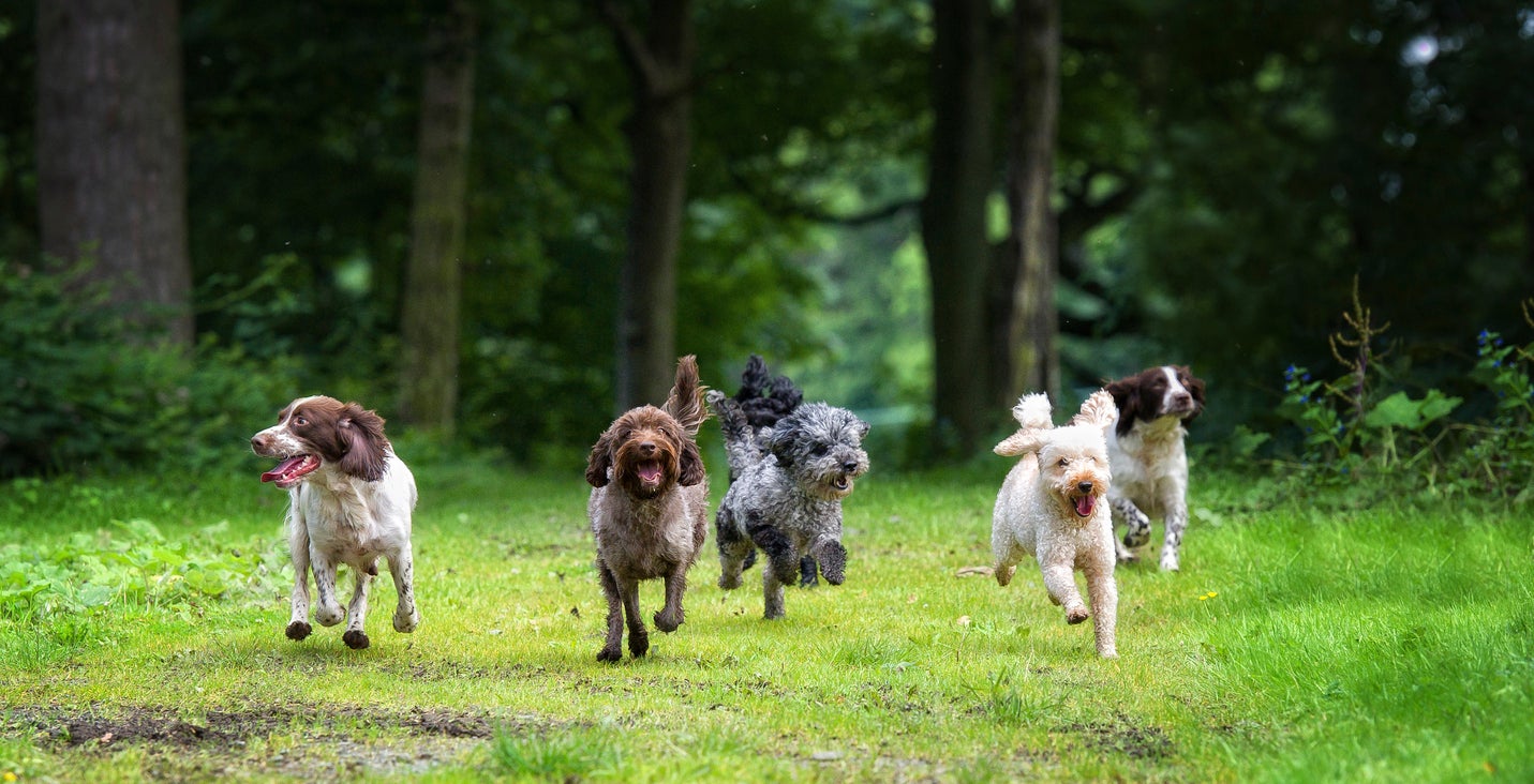 Researchers found that dogs with simpler facial markings tend to be more expressive