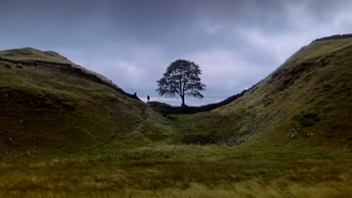 Much-photographed and painted, the lone sycamore was considered to be one of the most famous trees in the world