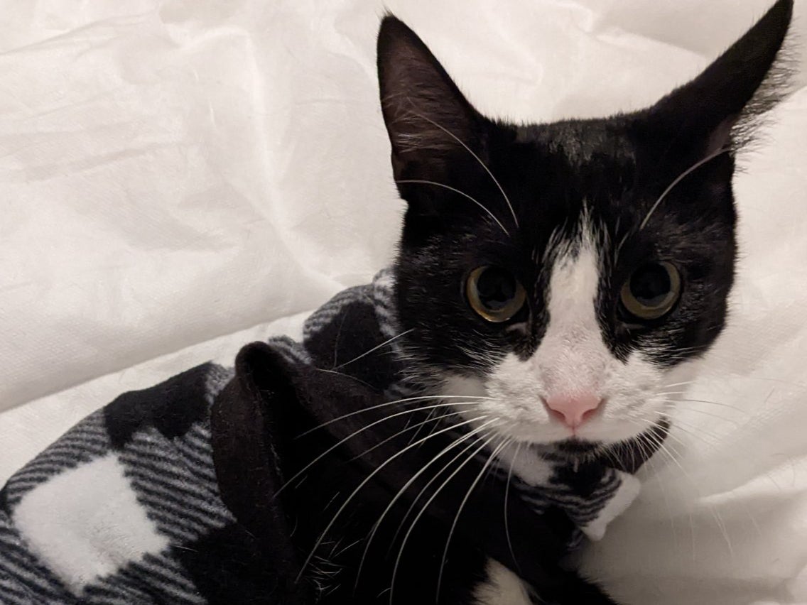 Cat owner reunited with pet Tux after emotional Lyft ride saga