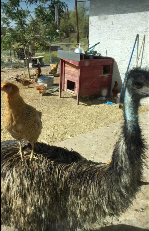 Richard the emu