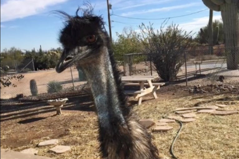 Richard the emu