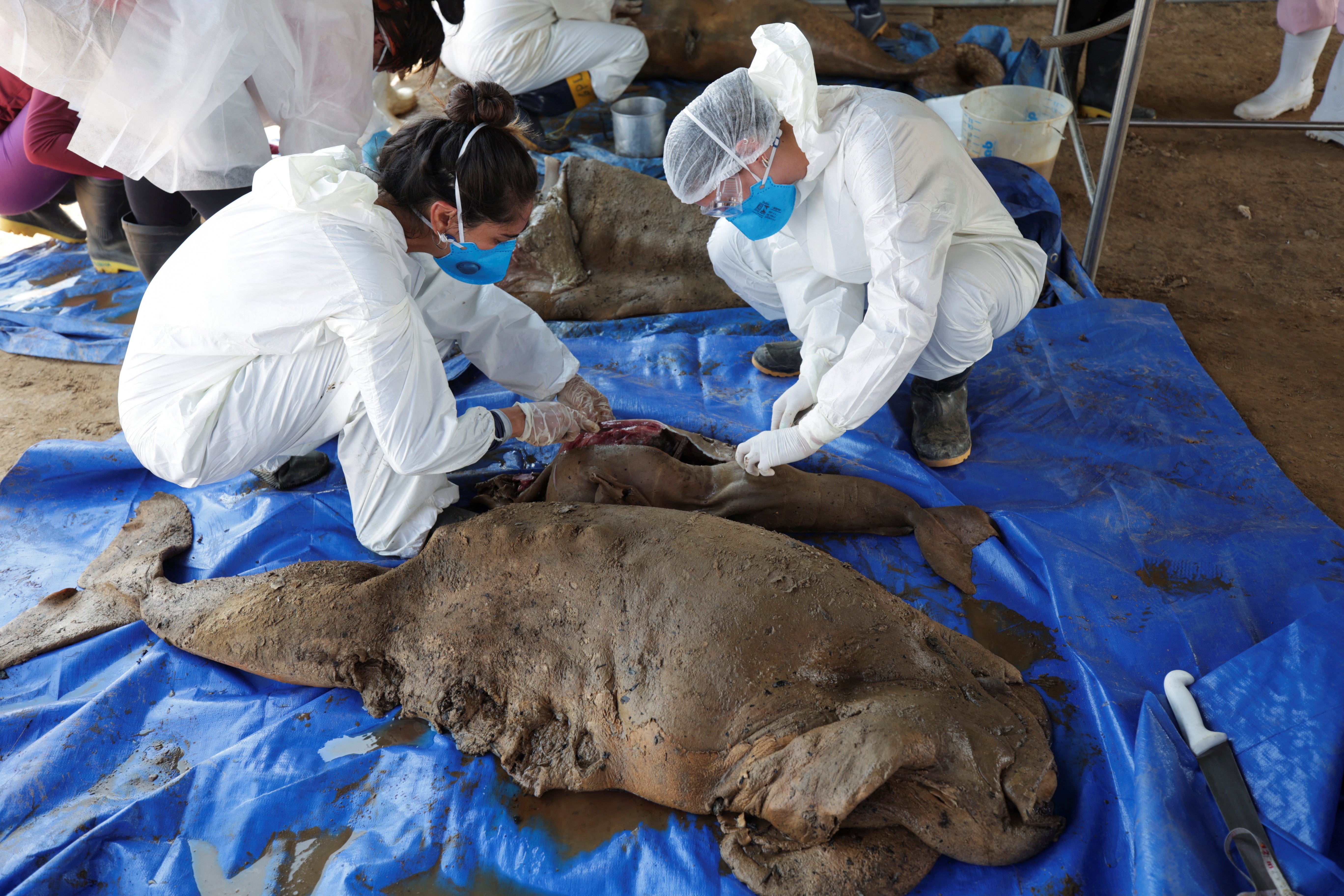 Researchers analyse a dead dolphin retrieved from the Tefe lake