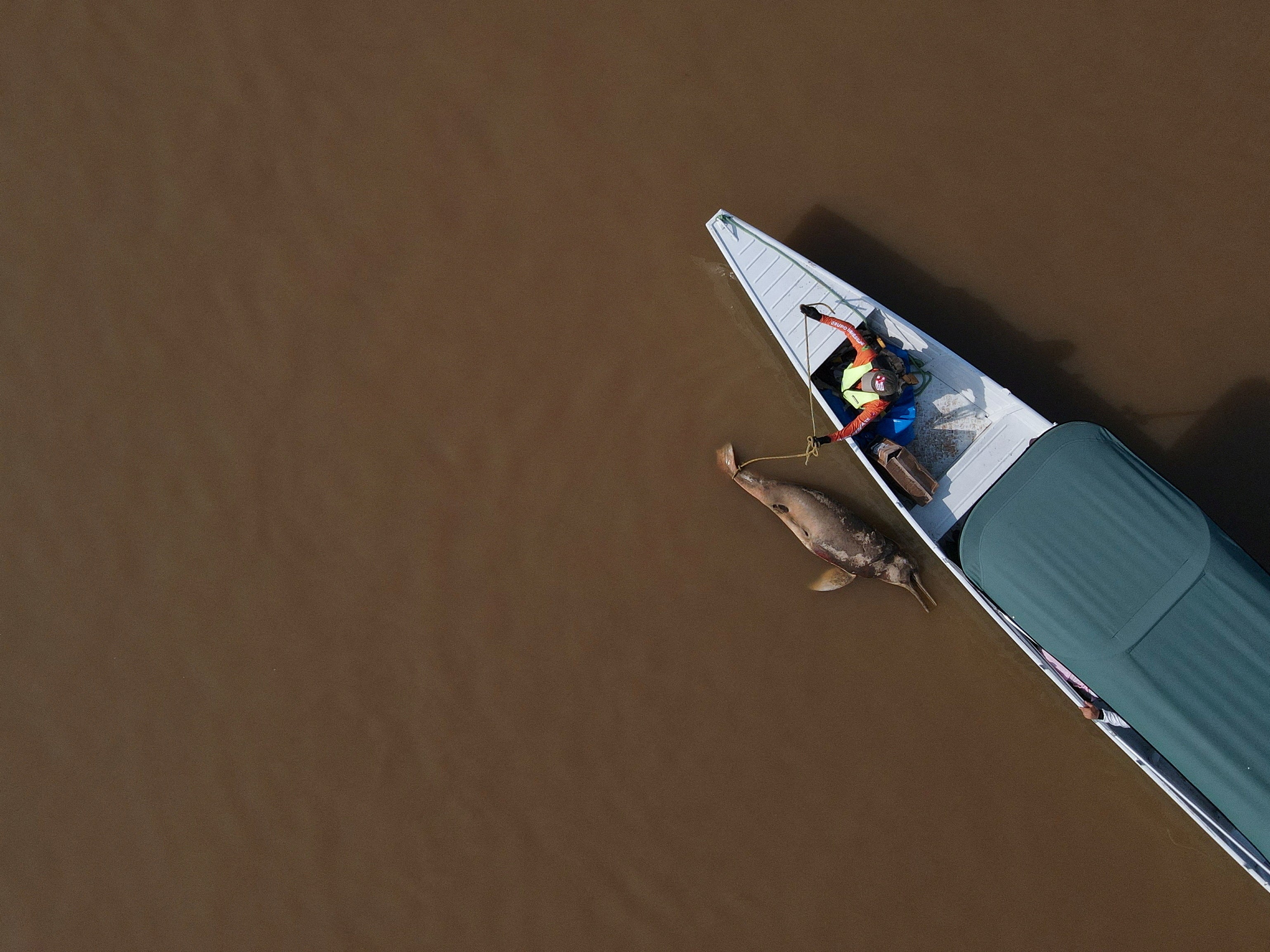 A dead dolphin is seen at the Tefe lake effluent of the Solimoes river that has been affected by the high temperatures and drought