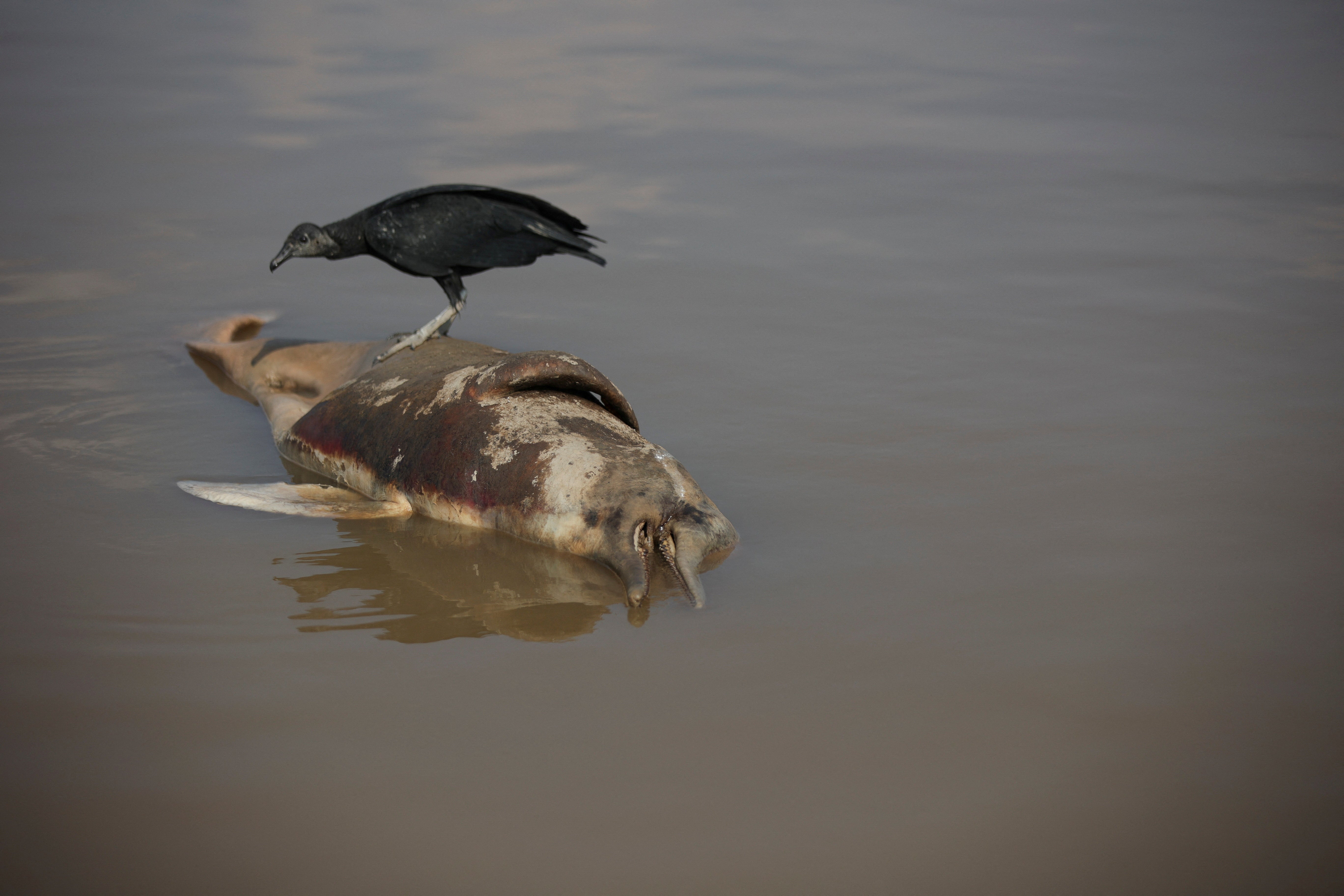 A dead dolphin is seen at the Tefe lake effluent of the Solimoes river that has been affected by the high temperatures and drought in Tefe in Brazil’s Amazonas state on 1 October