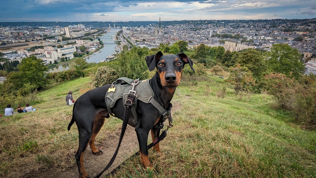 Arty’s the king of the hill on Cote Sainte-Catherine in Rouen