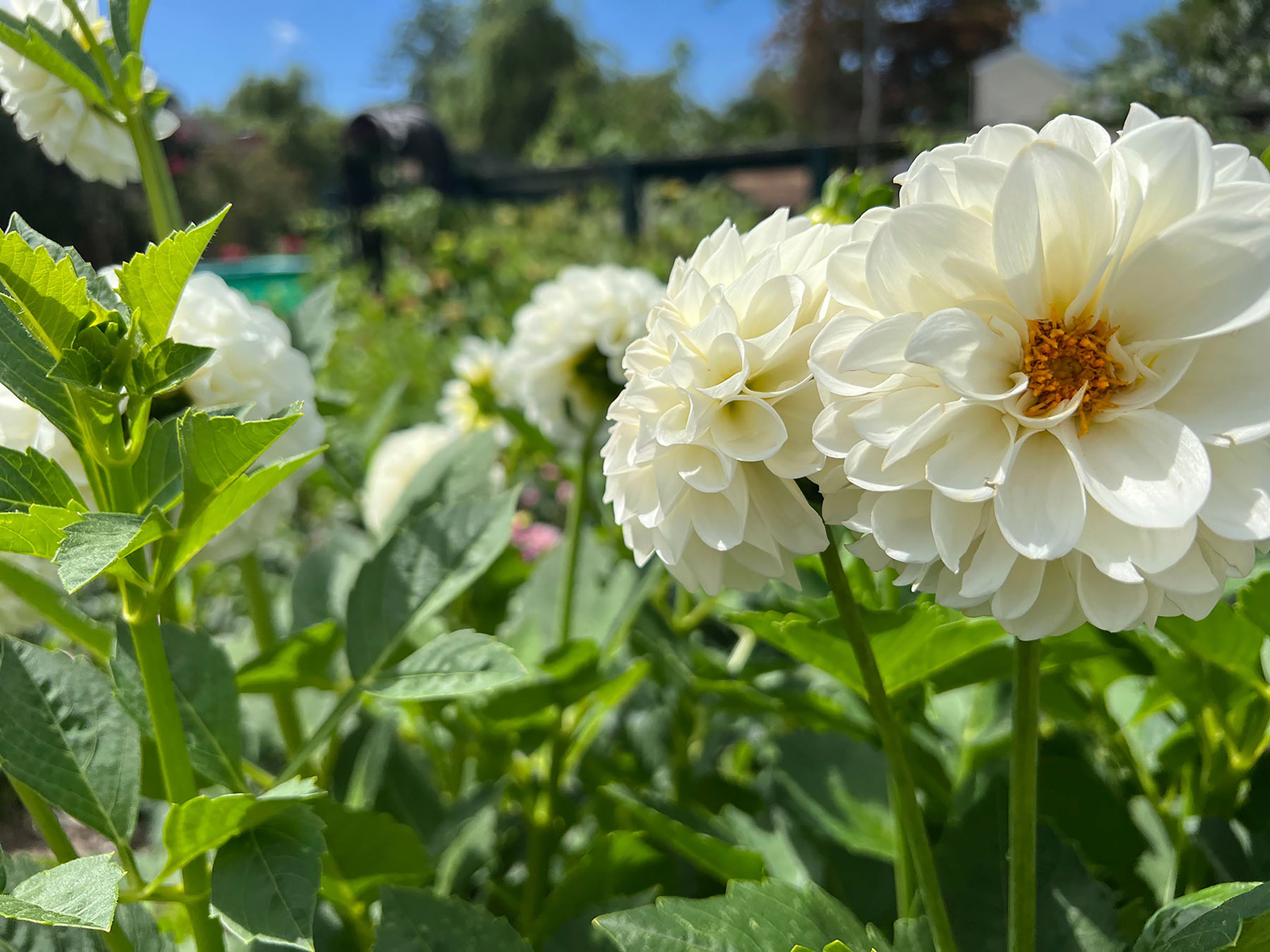 Gardening-Dahlias