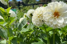 Plan now for a dahlia garden next year, and don't be intimidated