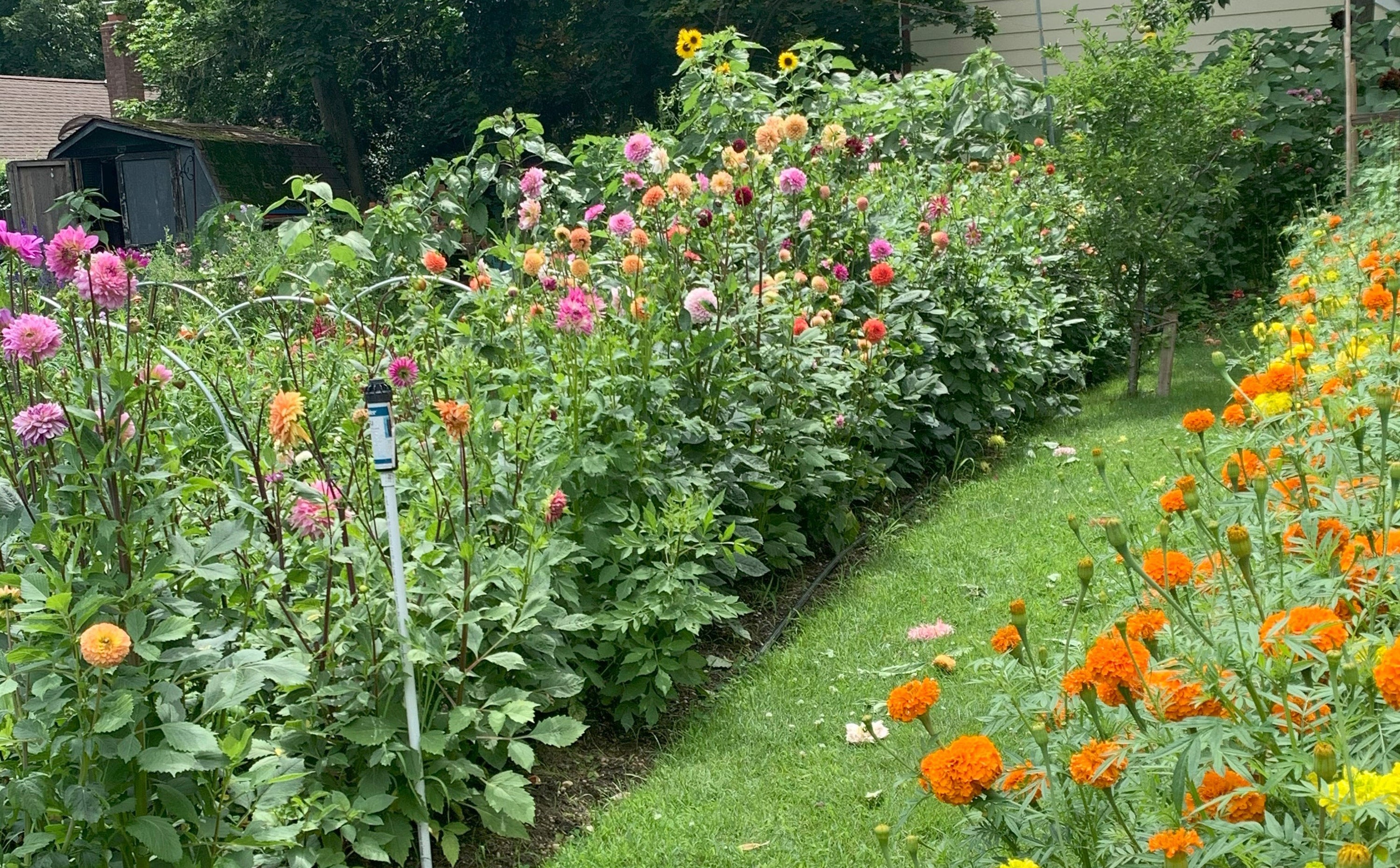 Gardening-Dahlias