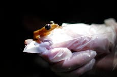 Amphibians are the world's most vulnerable species and threats are increasing