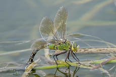 Freshwater creatures recovering despite sewage pollution, study finds