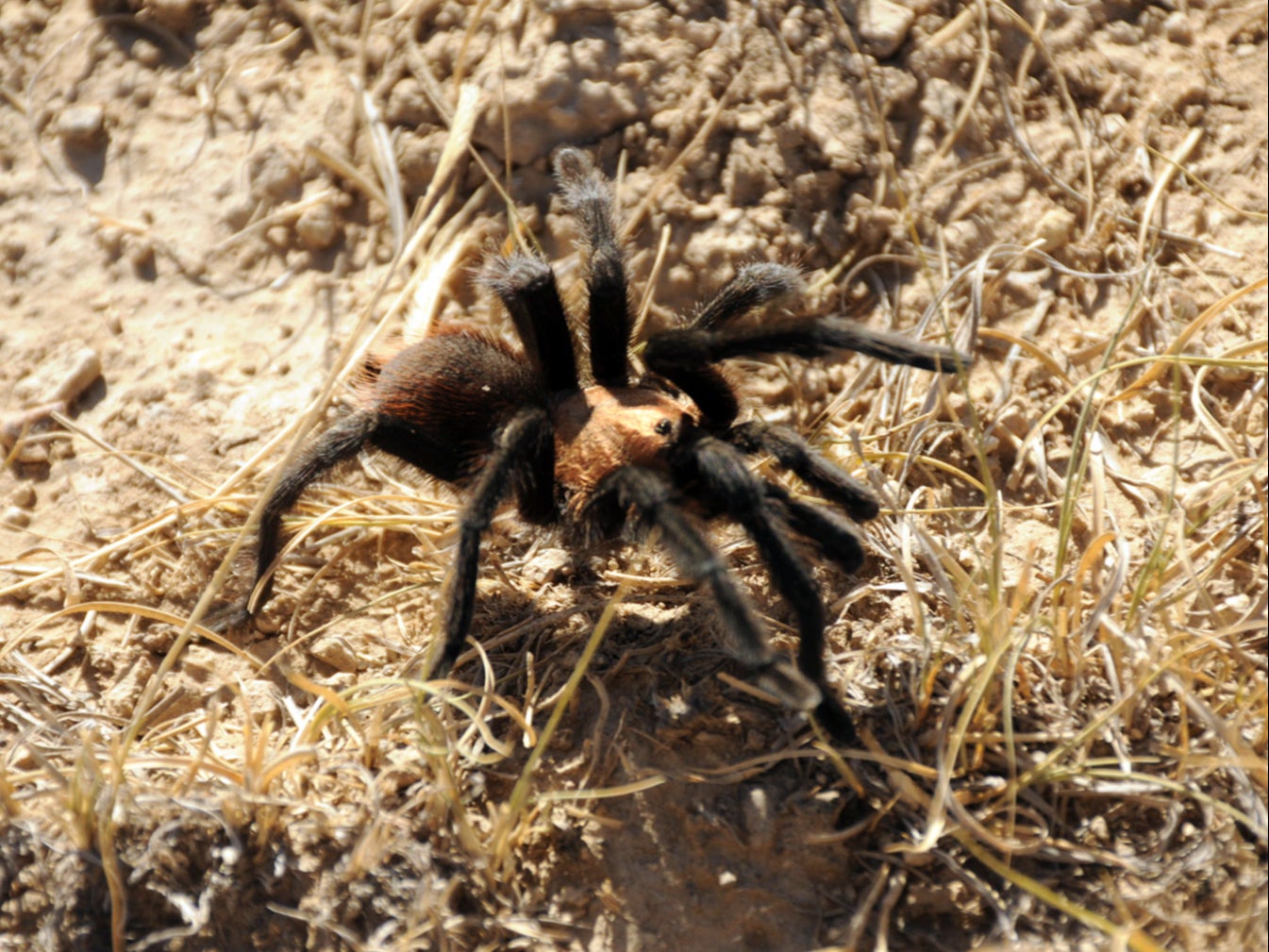 An Oklahoma brown tarantula in southeastern Colorado