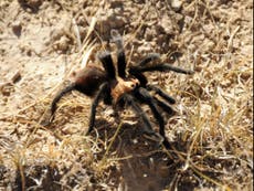 How tarantulas are journeying across Colorado grasslands – for love