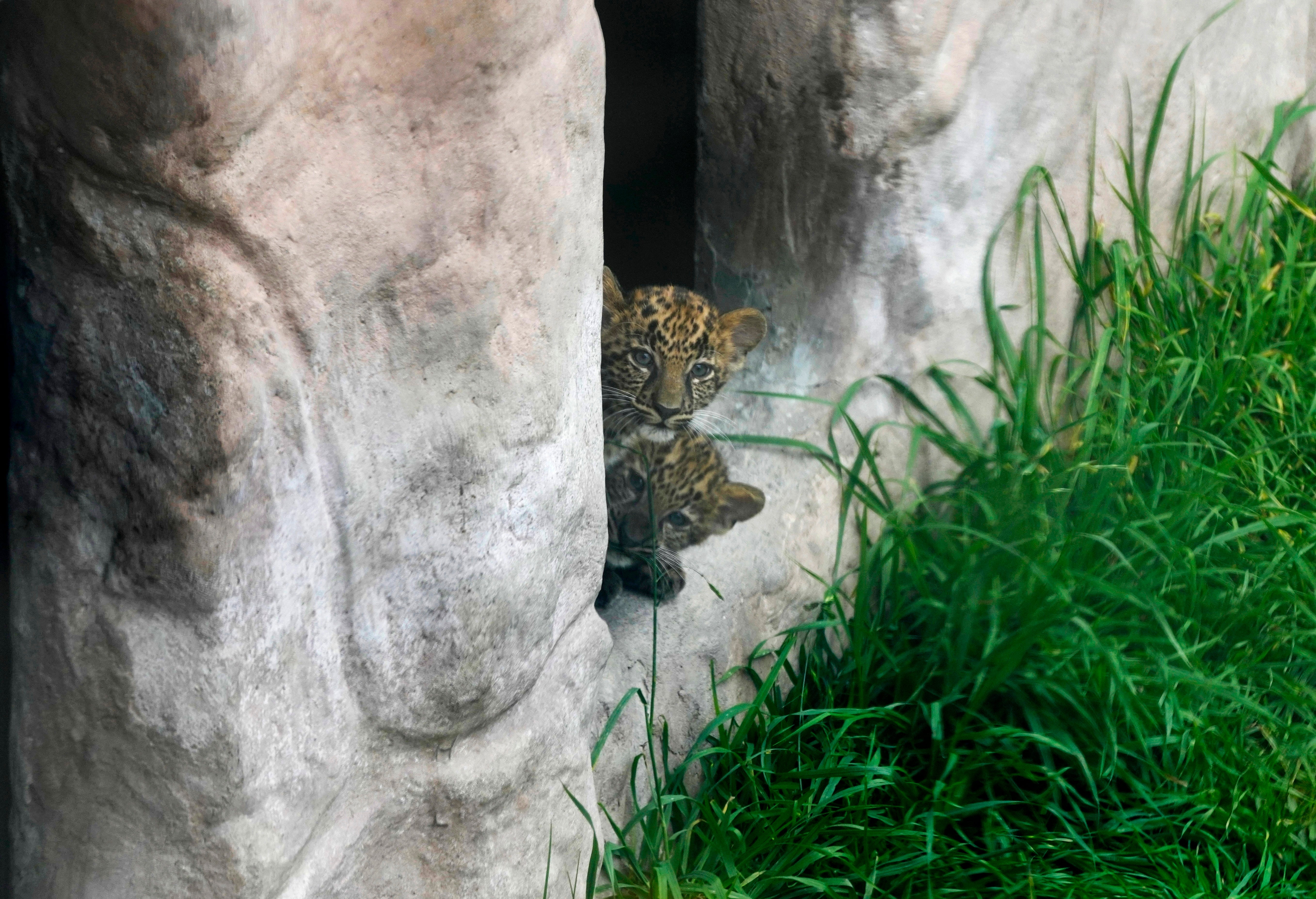 Peru Leopard Cubs