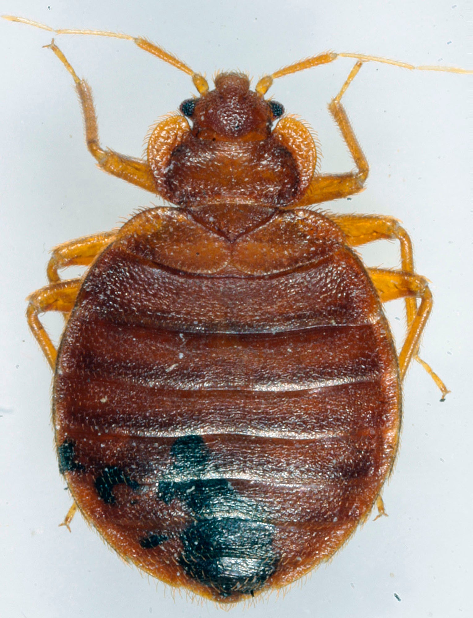 France Bedbugs