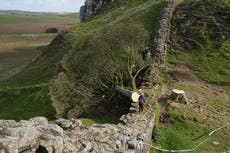 Hadrian’s Wall ‘damaged in felling of landmark Sycamore Gap tree’