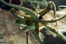 Proposed Canary Islands octopus farm would cause animal suffering, say experts