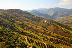 8 of the best wine tour holidays around the world