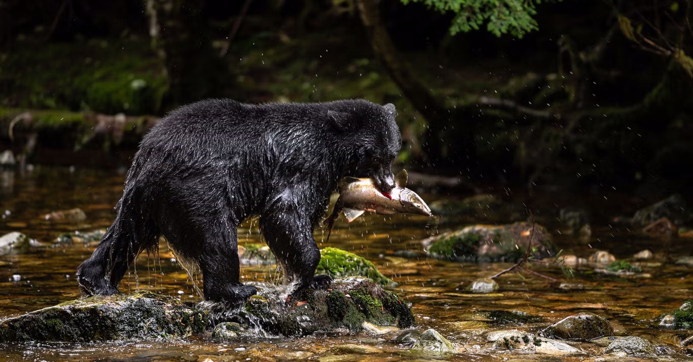 At Klahoose Wilderness Resort at Desolation Sound you can watch grizzly bears fishing for salmon or go kayaking beside porpoises