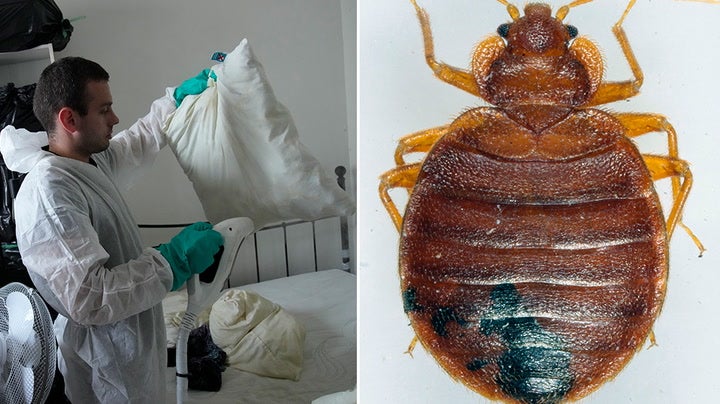 Pest control fumigating a flat in Paris and image of a bedbug