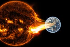 Biggest ever solar storm identified using ancient tree rings