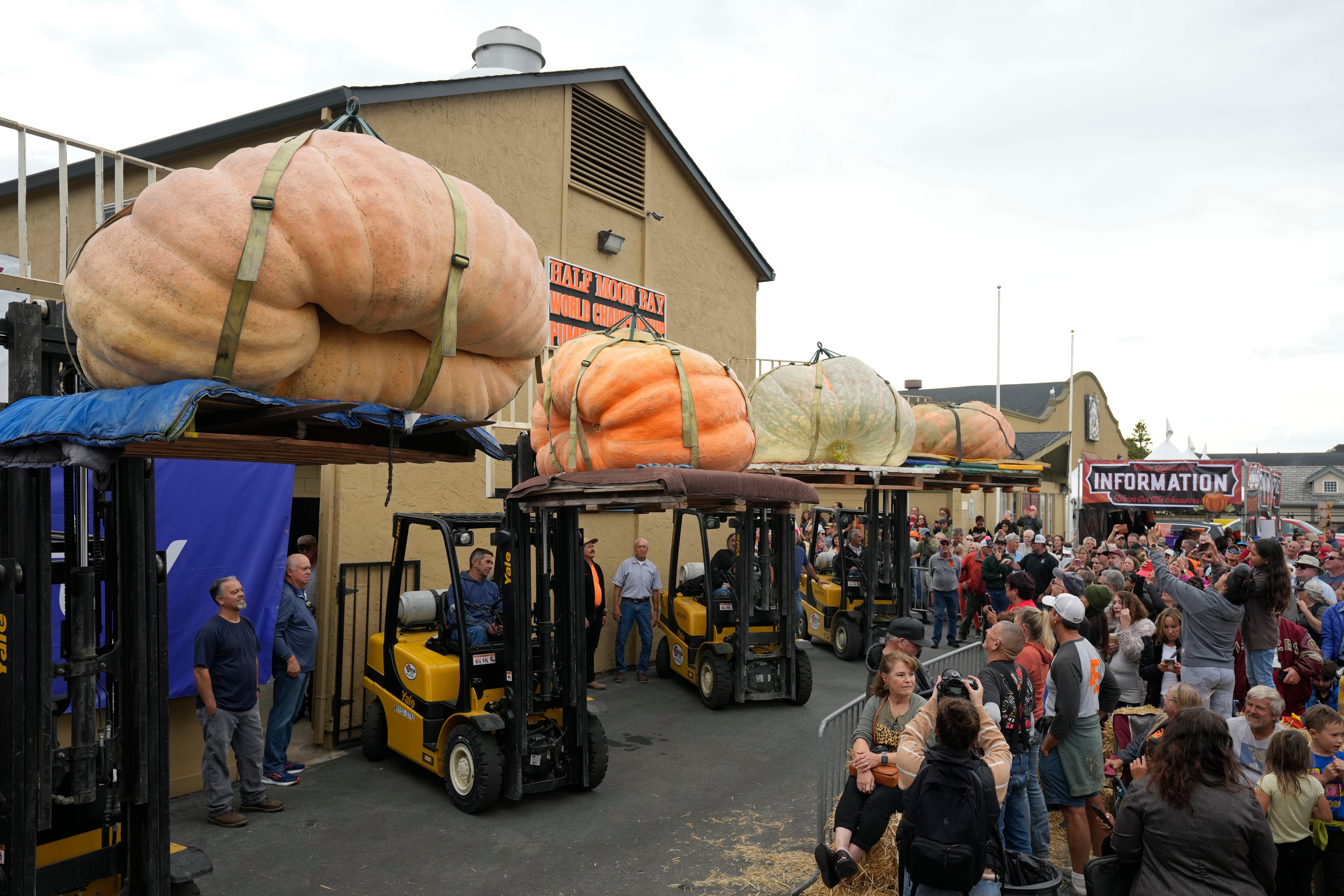 Giant Pumpkin Winner