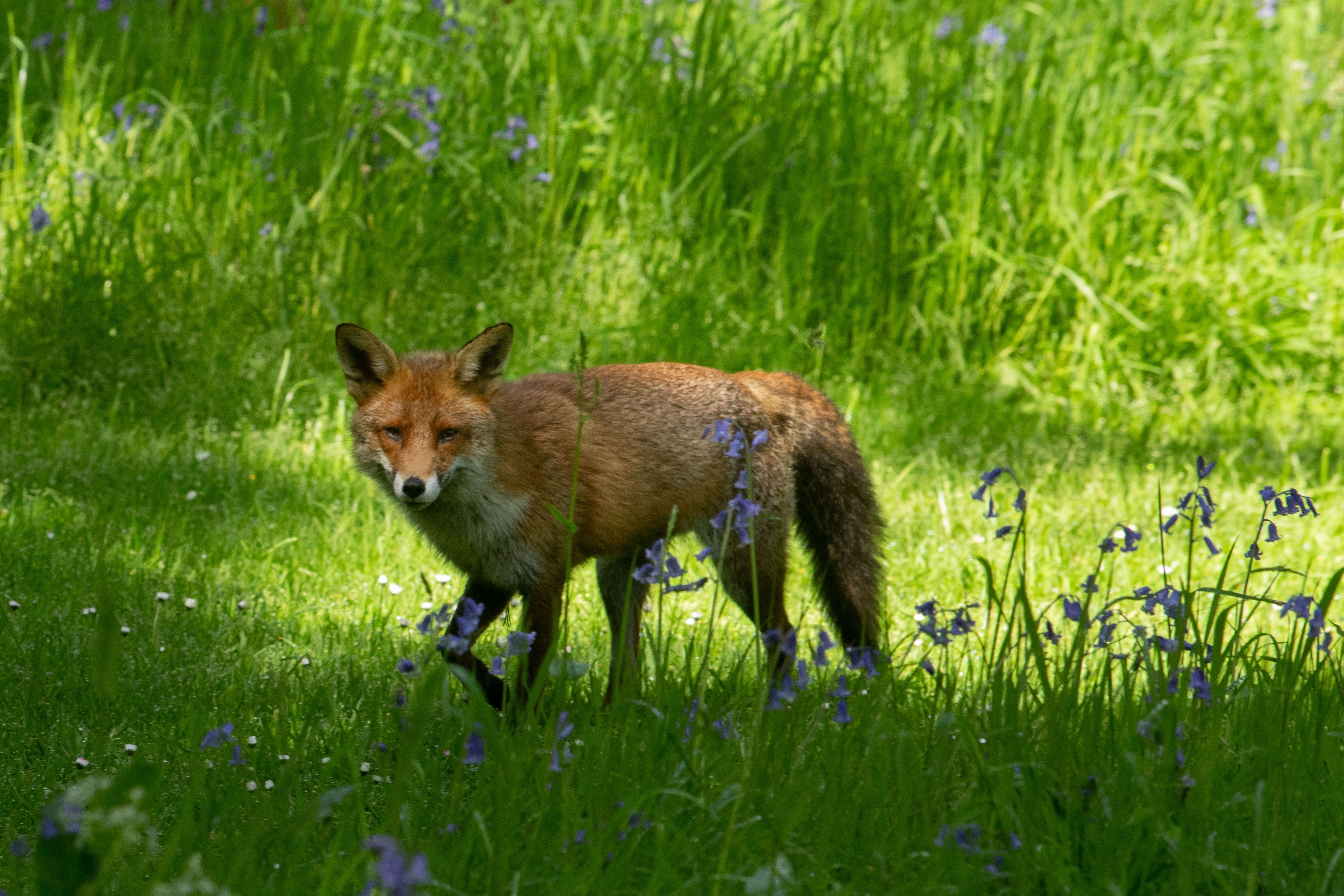 The state of UK nature generally remains in decline despite Government recovery targets (Jeff Moore/PA)